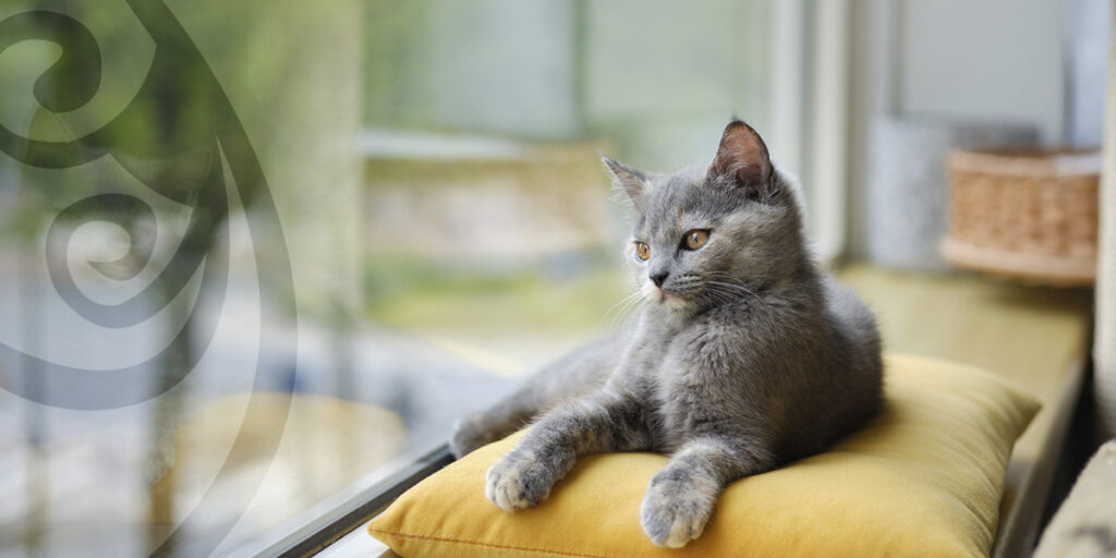 Pet & Child Friendly Window Treatments